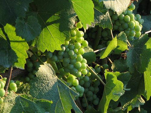 GRAPES