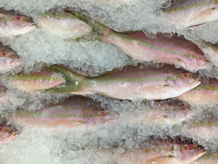 FISH
