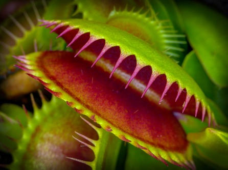 The Venus flytrap.
