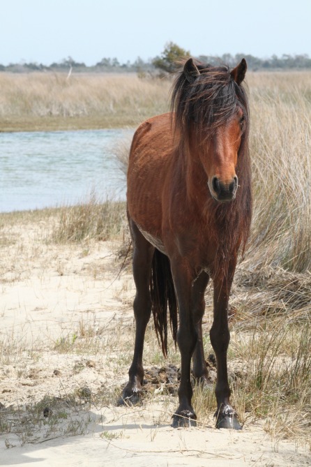 WILDHORSE
