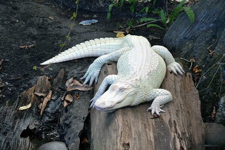 GATOR