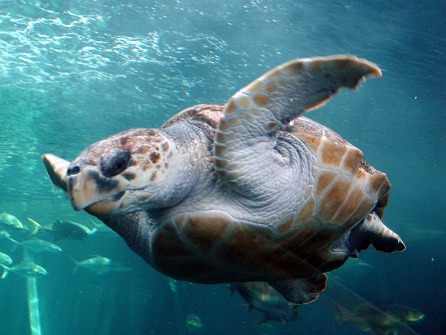 TURTLE