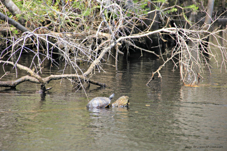 TOWN CREEK