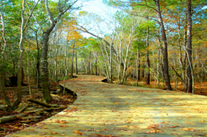 Wooden walkway at Brunswick Forest