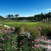 Flowers growing in the rough of the course