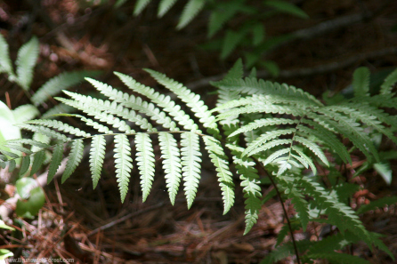 NATURE PARK