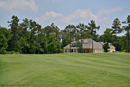 TIFWAY 419 BERMUDA GRASS