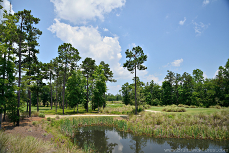 NATURAL AREA GRASSES AND VEGETATION 