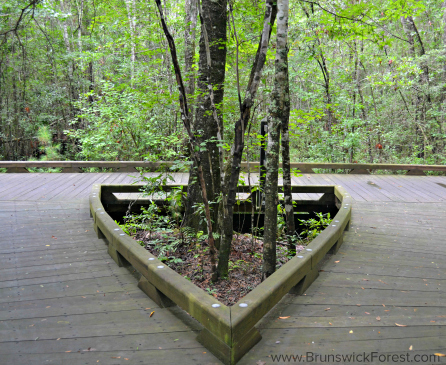 NATURE BOARDWALK