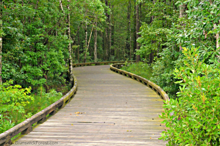 Nature boardwalk