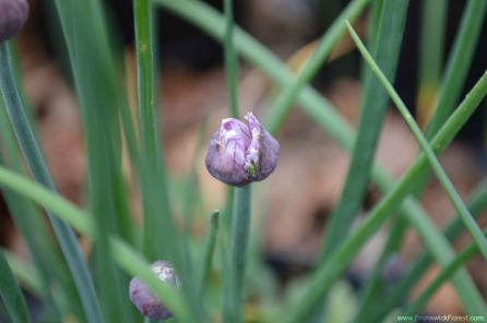 chives