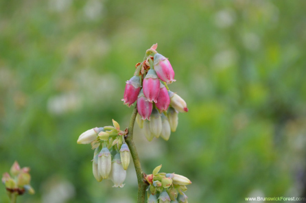 blueberry bush