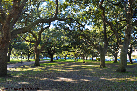 TREES