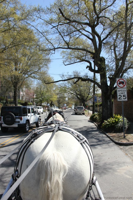 CARRIAGE HORSE