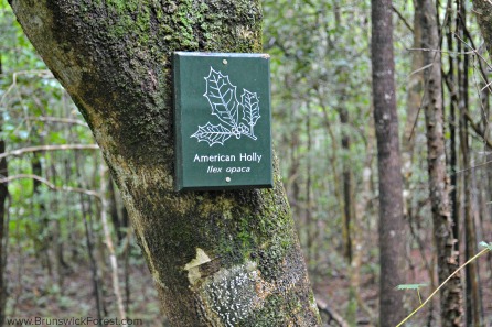 BRUNSWICK FOREST NATURE SIGN