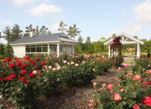 Flowers at the community commons