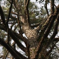 Close up pine tree