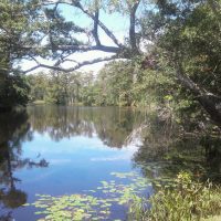 Large tree hanging over the water