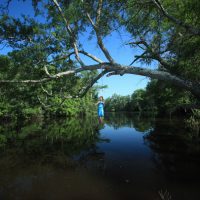 Young girl swinging from tree over the water