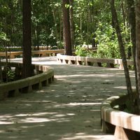 Wood path weaving through trees