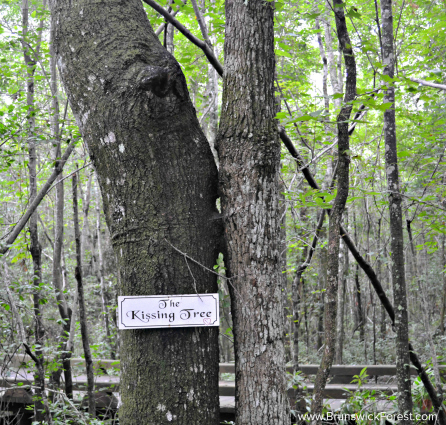 KISSING TREE