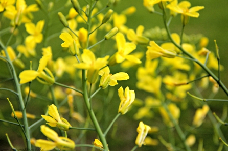 FLOWERS