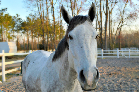 WONDERLAND FARM