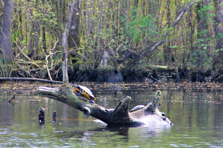 BLACK RIVER NATURE TOUR