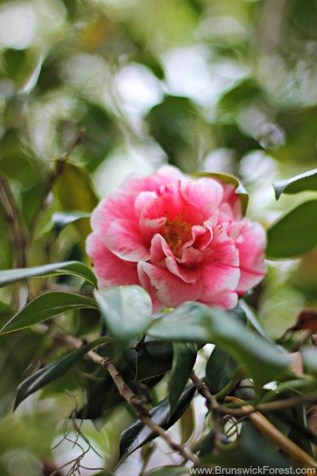 Camellias