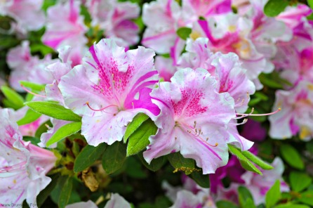 AZALEAS