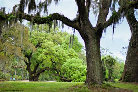 DISCOVER BRUNSWICK FOREST AND NEARBY AIRLIE GARDENS | Brunswick Forest