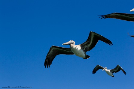 BIRDS IN SKY