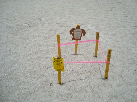 TURTLE HATCHING SIGN