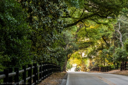 Oak trees creating a tunnel over the road