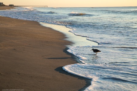 BIRD AT BEACH