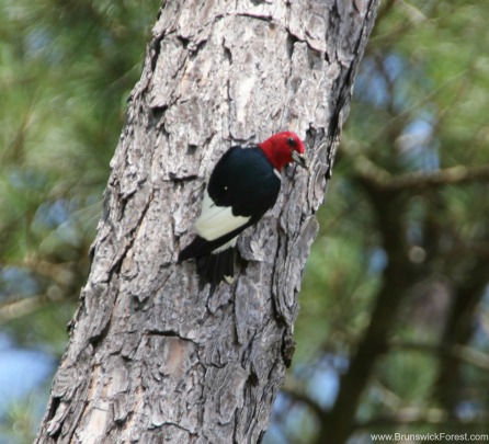 RED HEAD BIRD