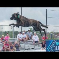 Dock Dogs Recap 2