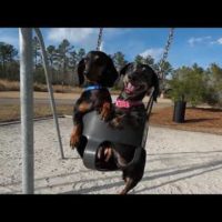 Dog Park at Brunswick Forest