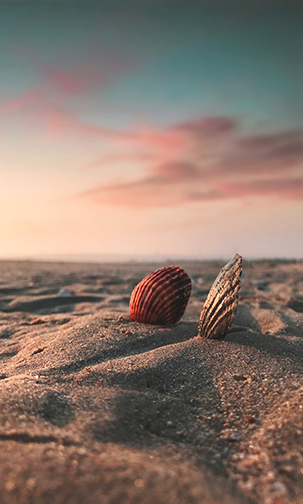 seashells at ground level with a beautiful sunset in the background