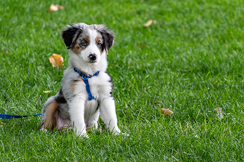 dog sitting in the grass